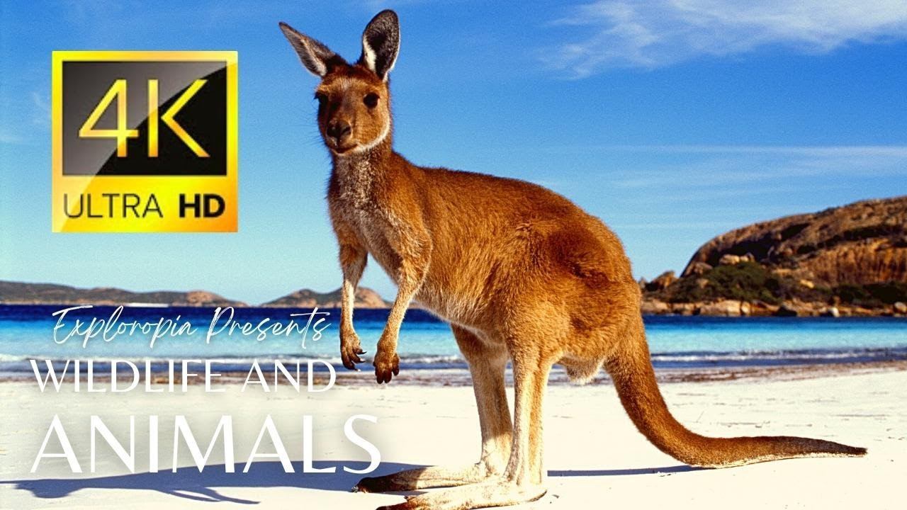 Amazing Australia Wildlife 4k 60FPS Cinematic Video by Drone смотреть онлайн