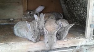 Кролики Серый Великан.