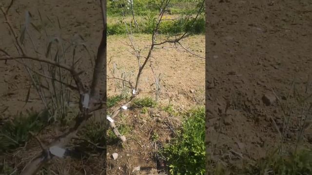 Садовая практика. Осмотр сада смотреть онлайн