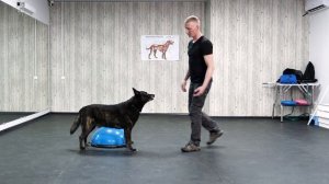 Как научить собаку команде МЕСТО 🐶 Как научить щенка слышать команду "Место" 🐕