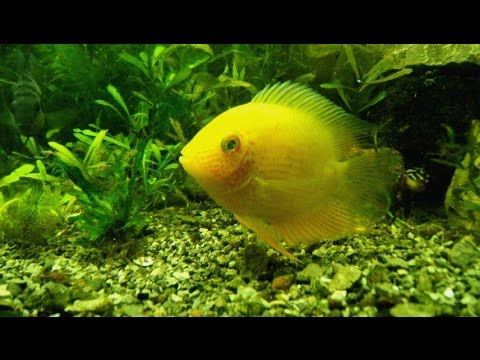 #Aquarium. Северум готовятся к нересту. смотреть онлайн