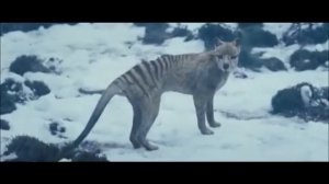 Сумчатый волк 2012 г.
