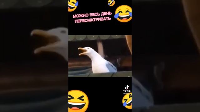 ха ха смотреть онлайн