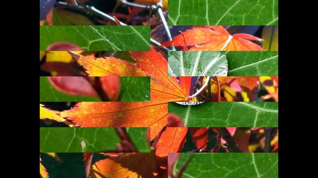Sei wie ein Blatt im Wind..... Saskia R. смотреть онлайн