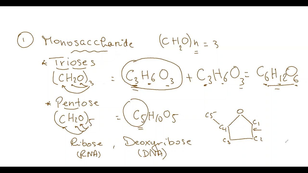 Carbohydrates - Biology AS Edexcel смотреть онлайн
