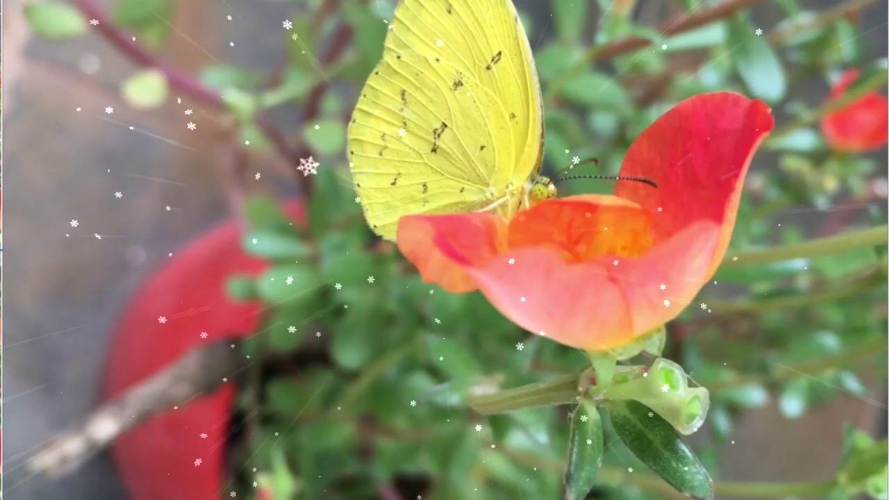 Fauna in SDMSMK смотреть онлайн