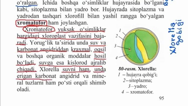 Biologiya 39 Mavzu 6 Sinf