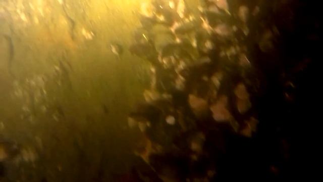 Приморье 2020 - Пирс под водой смотреть онлайн