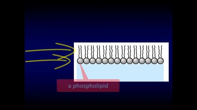 2. Ligand Receptor interaction смотреть онлайн