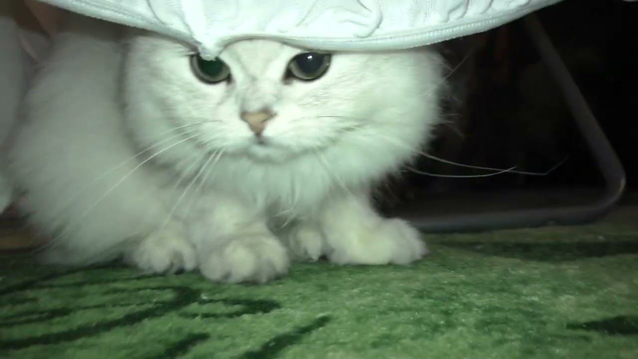 Кошки! Вы что творите такое? смотреть онлайн