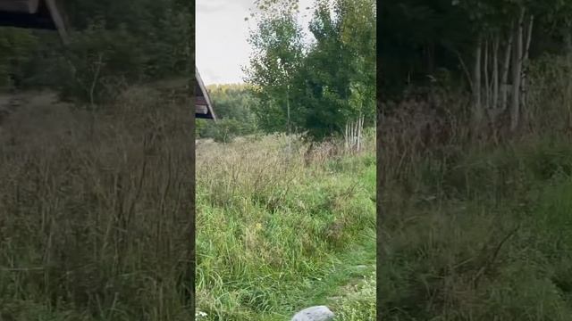 Глухарь ушёл смотреть онлайн