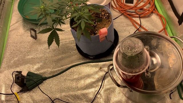 Grow Vlog 3: 2x2x4 living soil grow. Fungus gnats are killing my babies!!!! 21+ and over. смотреть онлайн