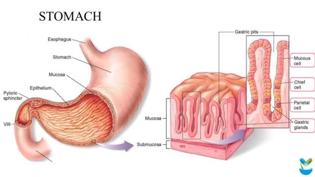 Chapter 03 | Digestive Tract смотреть онлайн