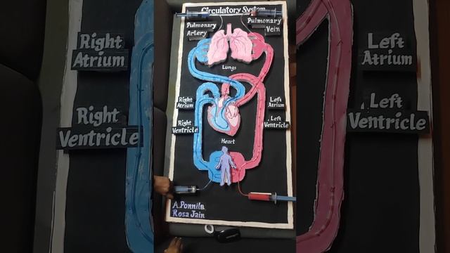Ponnila Sci Proj - Deoxygenated blood flow in circulatory system смотреть онлайн