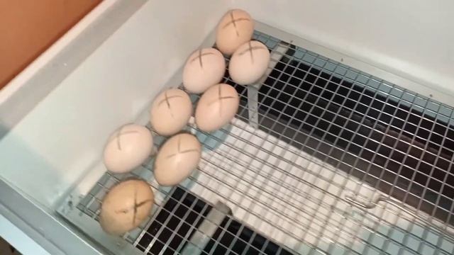 Инкубация куриных яиц. Тауық жұмыртқаларын инкубациялау. смотреть онлайн