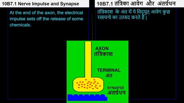 4. 10B07.1 CV4 तंत्रिका आवेग और अंतर्गथन | Nerve impulse or synapse смотреть онлайн
