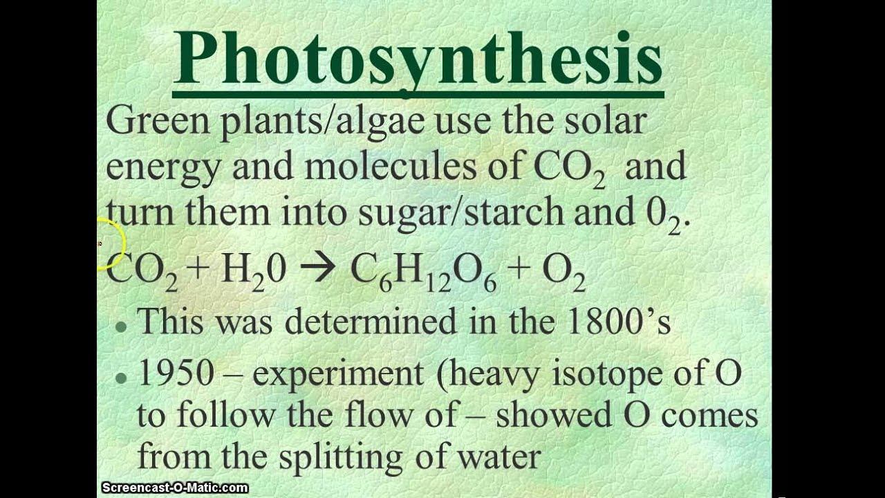 Photosynthesis смотреть онлайн