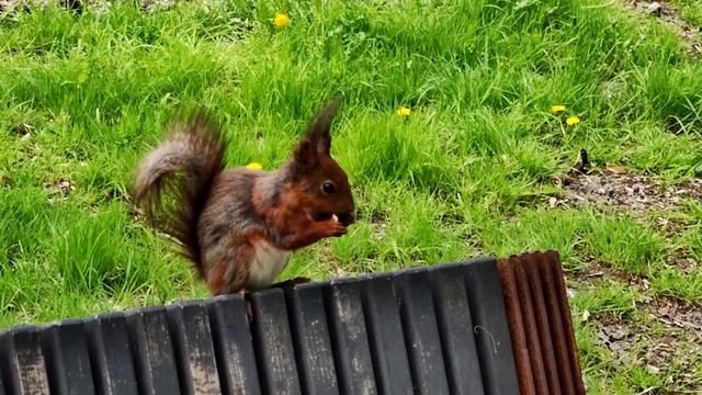 Трусливая белка стала смелой смотреть онлайн