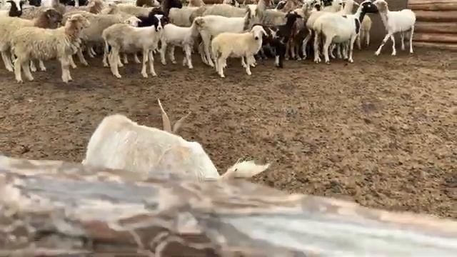 Кыштаг для молодой семьи смотреть онлайн