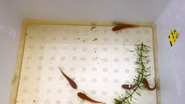 From Cá Lóc Ngoài Trời Như Mấy Anh Pháp Sư Indo Bằng Keo 20 Lít смотреть онлайн