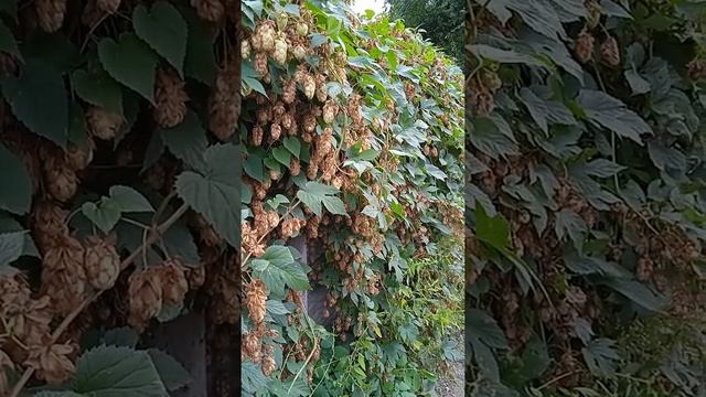 Хмель смотреть онлайн