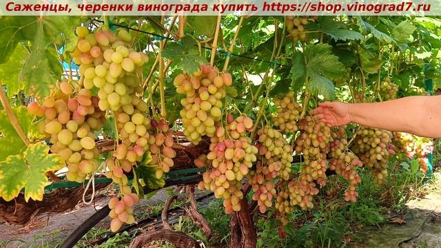 Парад сортов 27.07.2024 года и виноград Розалинда с ярким вкусом и высоким сахаром ягод. смотреть онлайн