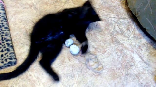 Смешной котенок Энжи) передержка бездомных кошек смотреть онлайн