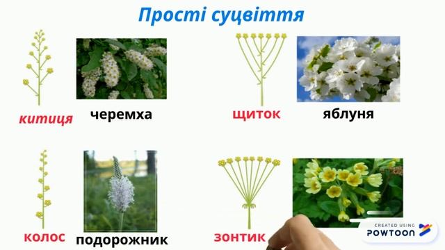 Суцвіття (навчальний ролик) смотреть онлайн