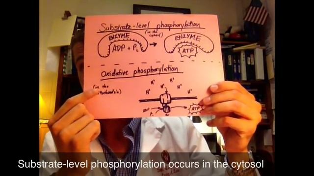 ATP from Substrate Phosphorylation & Oxidative Phosphorylation смотреть онлайн