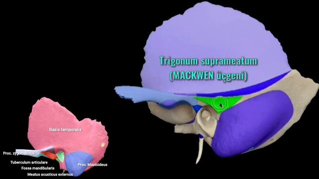 Ossa Cranii (Cranium Kemikleri, Kafatası Kemikleri), Neurocranium, Viscerocranium. смотреть онлайн