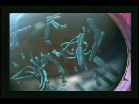Future Talk #1, Human Genome Research смотреть онлайн