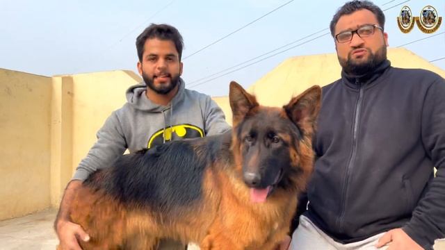 20 German Shepherd Breeder Female Start New Setup 👍 смотреть онлайн