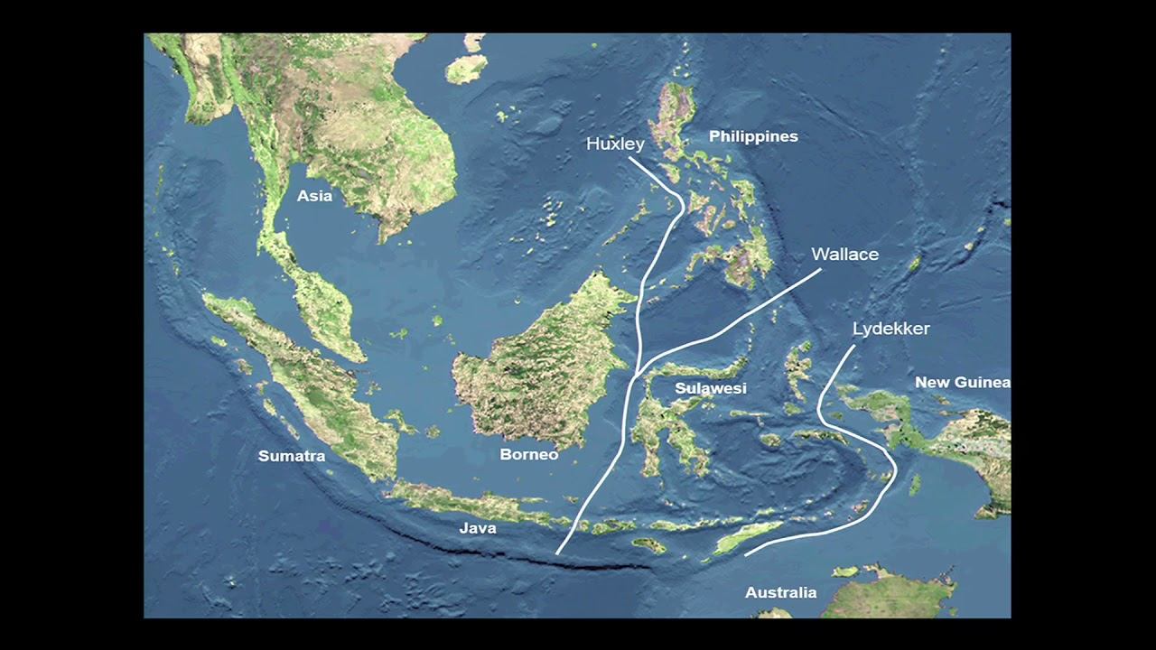 Ecological Opportunity and Adaptive Radiation of Fanged Frogs in Southeast Asia смотреть онлайн