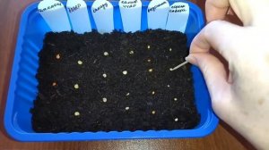 Сажаем Сладкий Перец НА Рассаду | Сроки посева, подготовка семян | методы пробуждения семян и посев