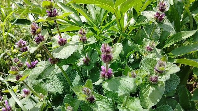 383 Цветы лета. Июнь. Музыкальная пауза. 10.06.2024 смотреть онлайн