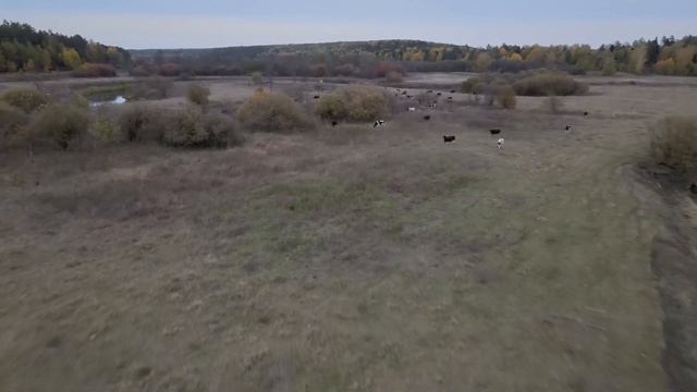 Тартинский пруд 2 смотреть онлайн