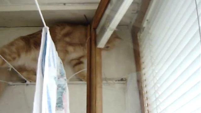 Muskat-akrobat смотреть онлайн