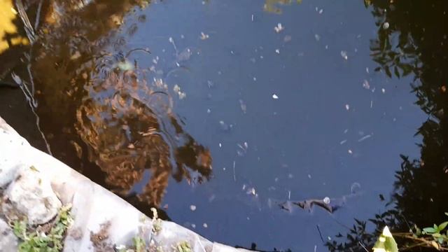 Пруд из тракторного колеса.Меняем воду. смотреть онлайн
