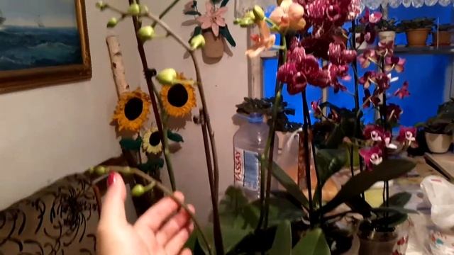 Зацвели орхочки, красавицы. Обзорчик что и как. смотреть онлайн