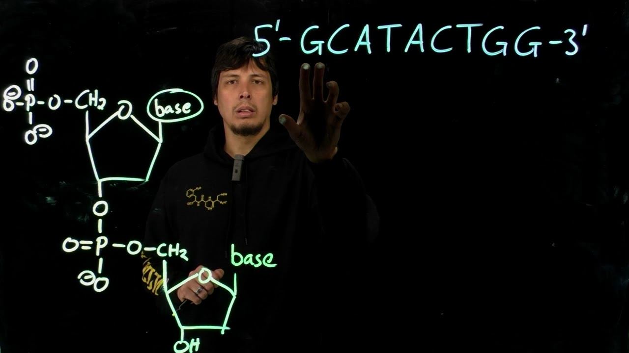 Topic 10.8 - Phophodiester linkages and polymerization of nucleotides смотреть онлайн
