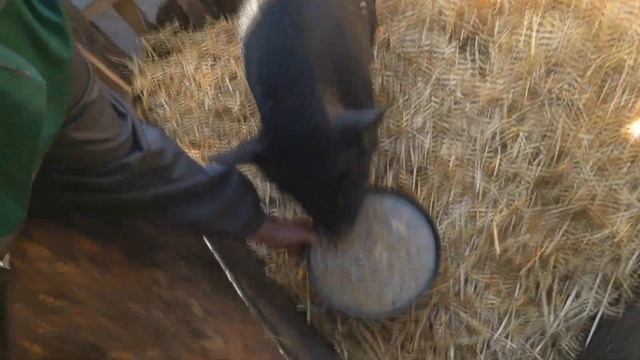 Обзор участка год спустя / Освоение участка с нуля // Жизнь в деревне