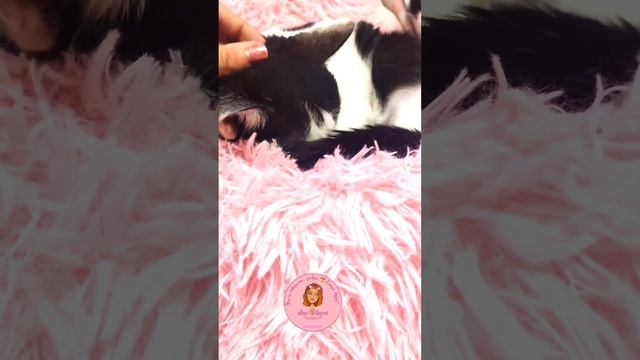 💓 Такие они стали похожие, правда? Ещё третья в кадр лезет 😁 Телли, Пингвин и Хэппи 🤗 смотреть онлайн