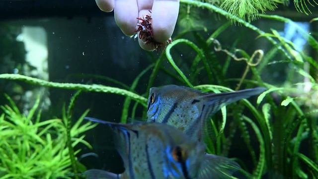 Pterophyllum scalare Rio Nanay, krmení | Angelfish Rio Nanay, feeding смотреть онлайн