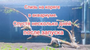 Атаковала белая слизь на коряге в аквариуме после запуска. Что делать и нужно ли избавляться?