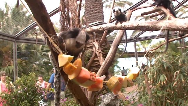 Titis & Sloths - Environmental Enrichment смотреть онлайн