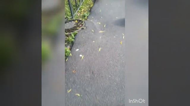 Осенняя природа...\Иришка Филатова\♤ смотреть онлайн