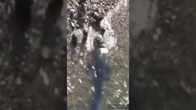 Сом охотится на голубей смотреть онлайн