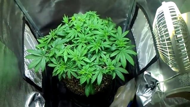 G13 Labs- Pineapple Express Update смотреть онлайн