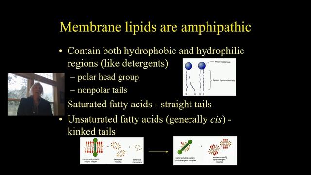 Authentic Biochemistry :Video Lecture Membrane Lipid Biochemistry II Dr Daniel J. Guerra. 13.6.22 смотреть онлайн
