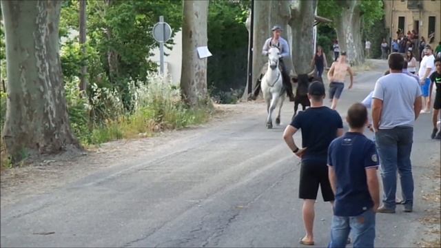 Le Cailar fête du club taurin abrivado et bandido 09/06/2019 смотреть онлайн